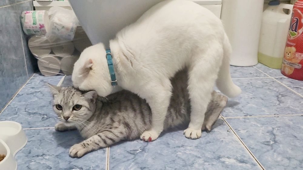 Вязка кот шотландский вислоухий