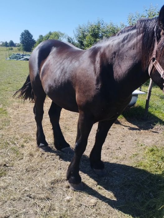 Mânza de 1 an și 10 luni