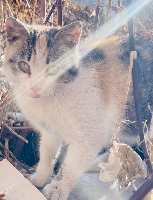 Молодая кошечка в добрые руки