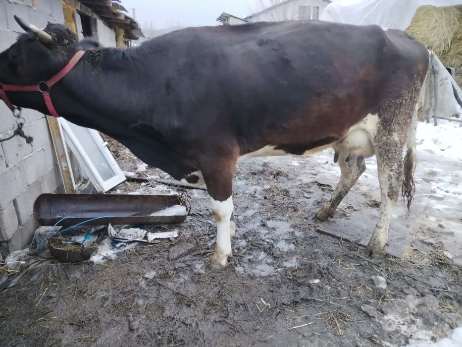 Vând una din cele doua vaci