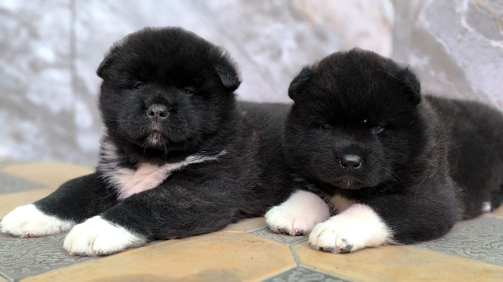 Продаются щенки Американской акиты