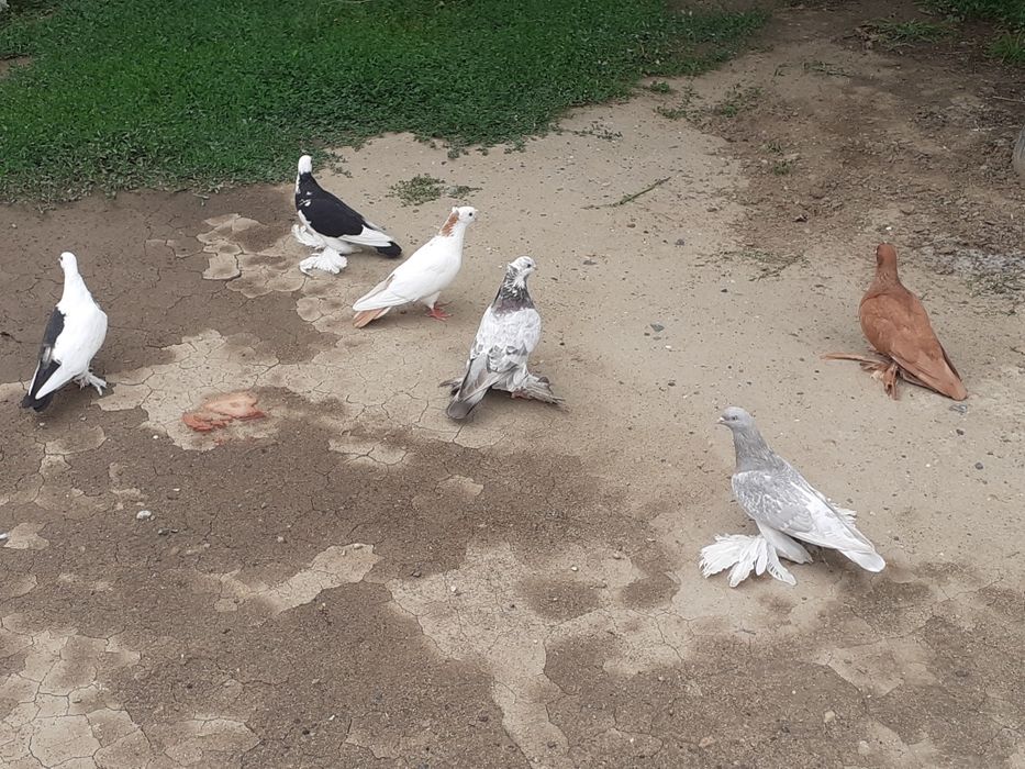 Продам домашних голубей