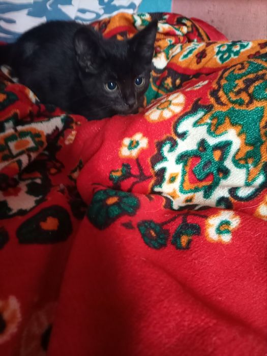 Котенок девочка добрым людям