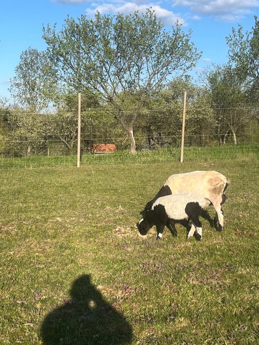 Vand oi dorper 1700 lei bucata