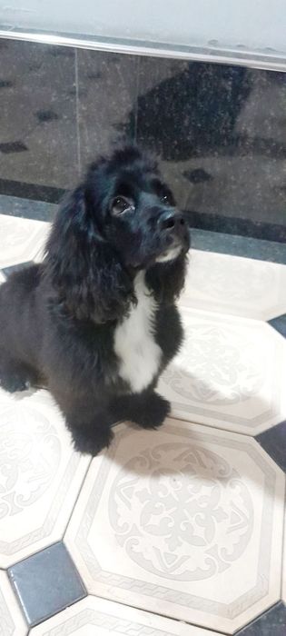 Spaniel Amerika зоти тозза угил