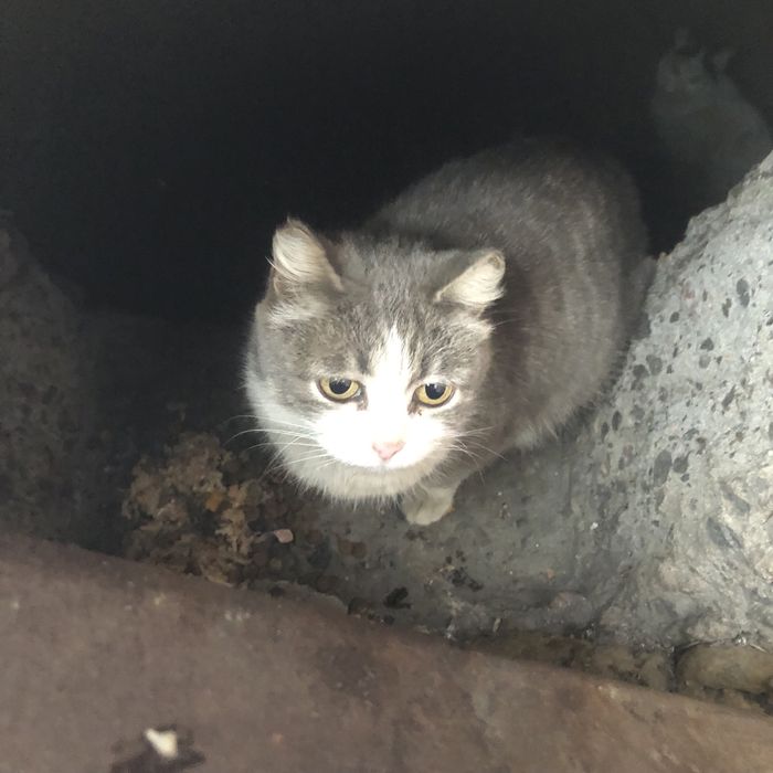 Бездомные животные .