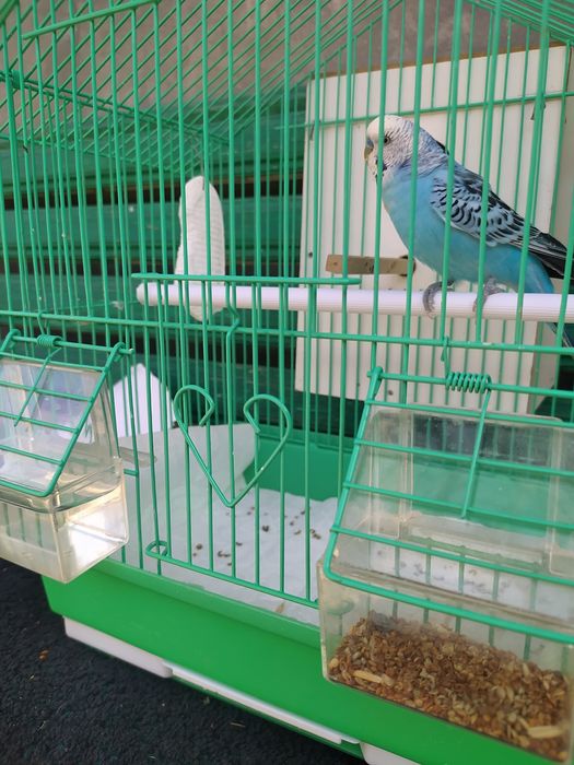 Valnisti papugay ini bilan