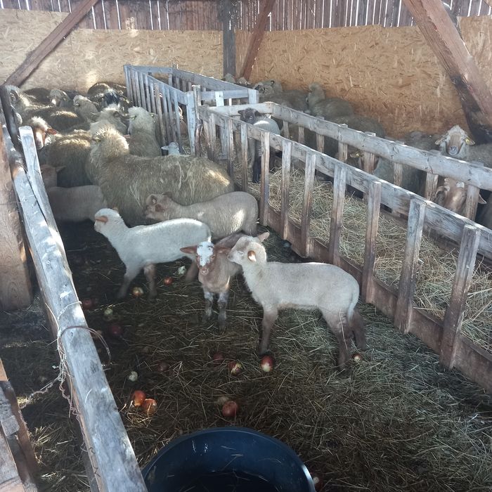 Oi cu miei de vanzare