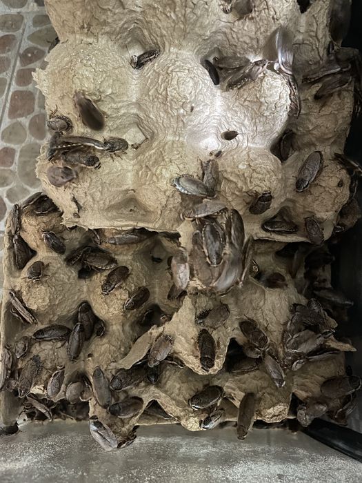 Мраморный таракан 50 тг