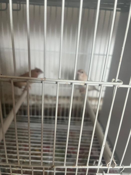 Canari si orzari caut căsuță nouo