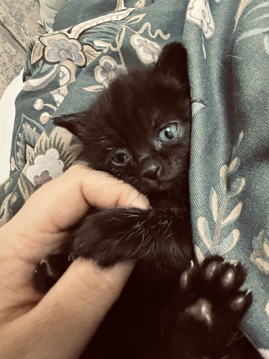 Котенок  в добрые руки