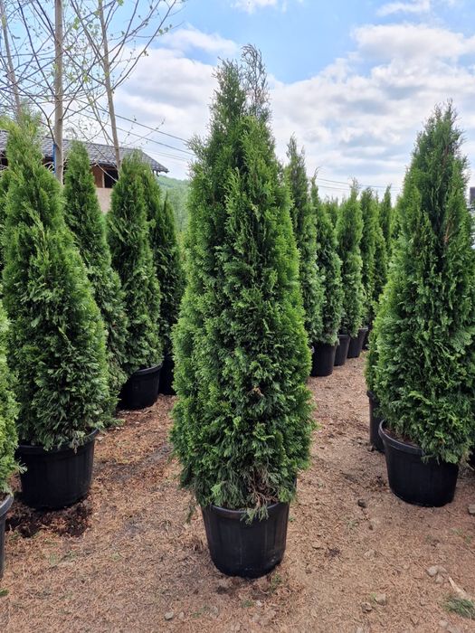 Vand tuia thuja la ghiveci
