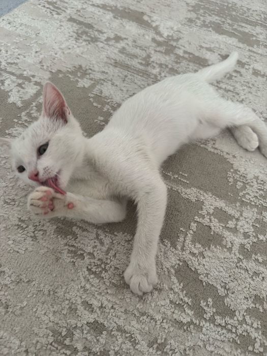 Отдам котенка в добрые руки