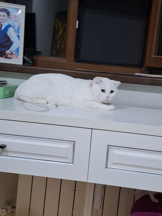 Симба, продается.