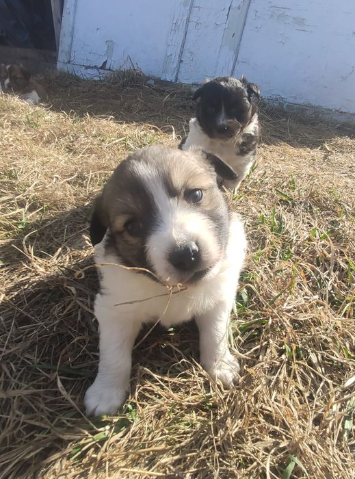 Отдам щенят девочек