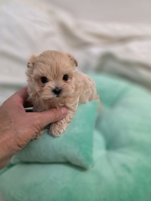 Maltipoo teacup, mini toy