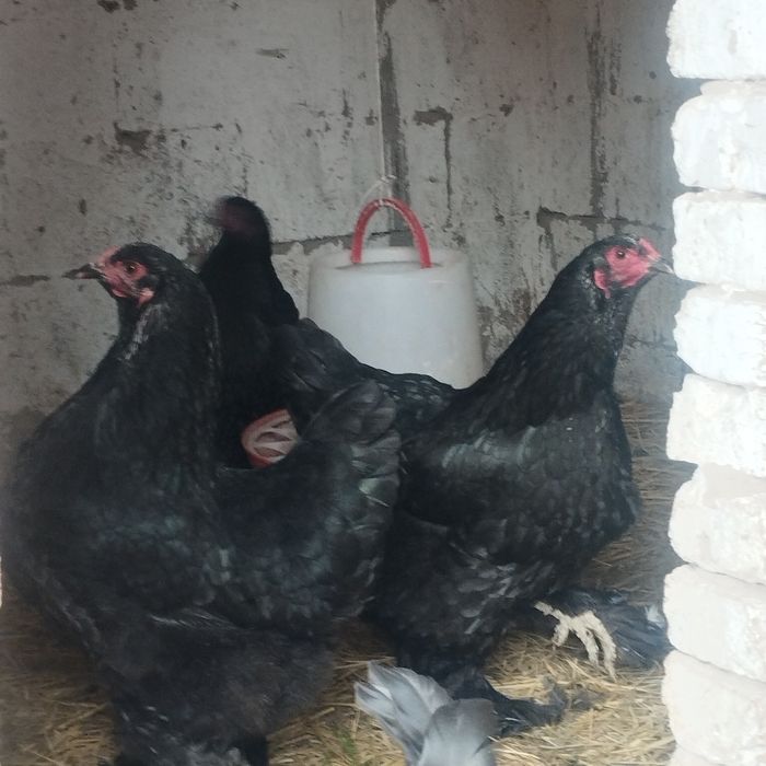 Продам куры домашние