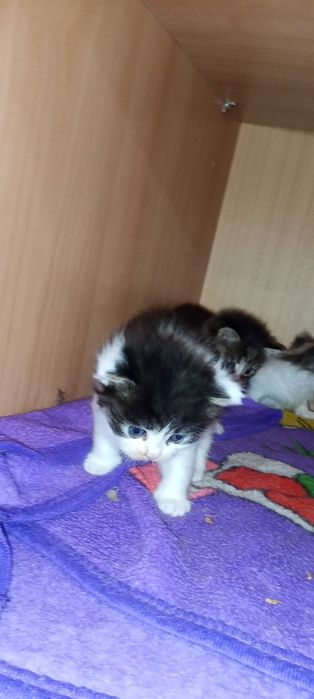 Отдам котят в добрые руки