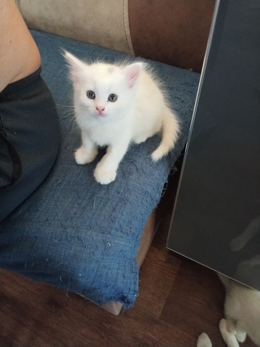 Продаются котята