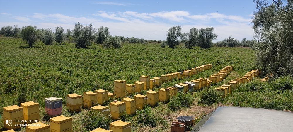 Мед степной свежий