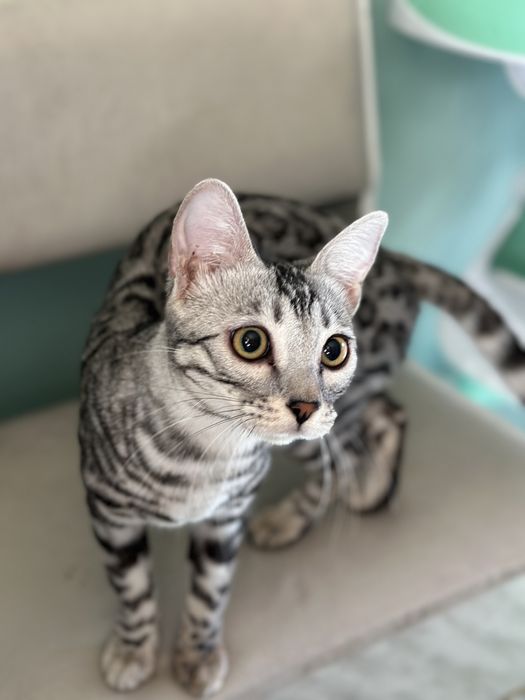 Бенгальска кошечка