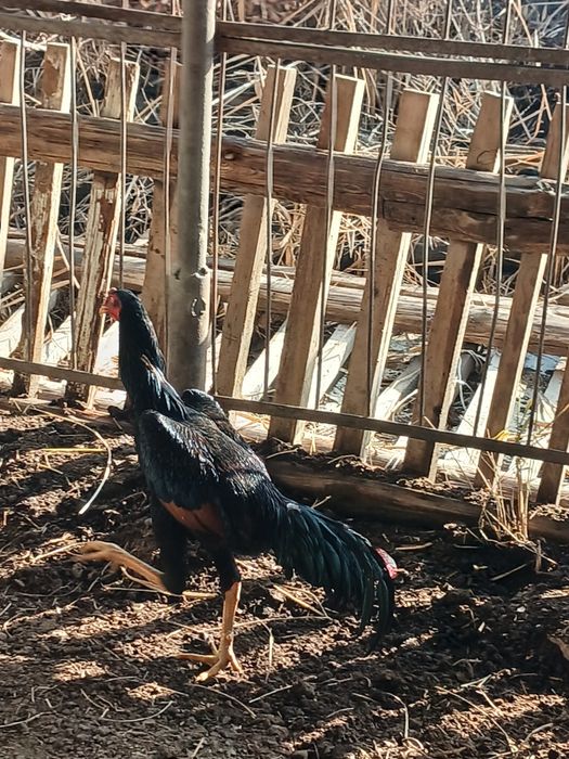 Kulangi xòroz sotiladi