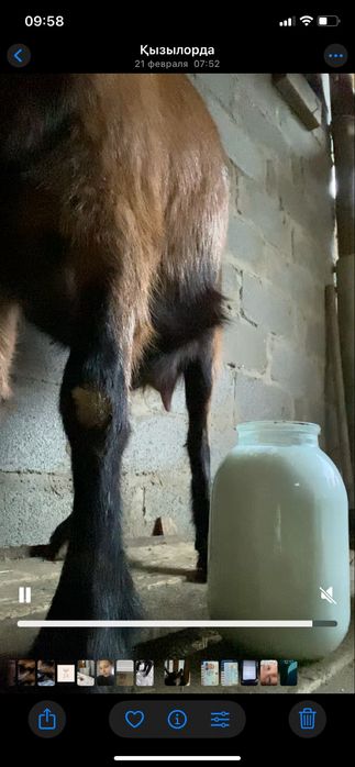 Сауын ешкі сатылады