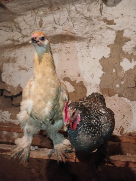 Продажа курей 4 месяцев