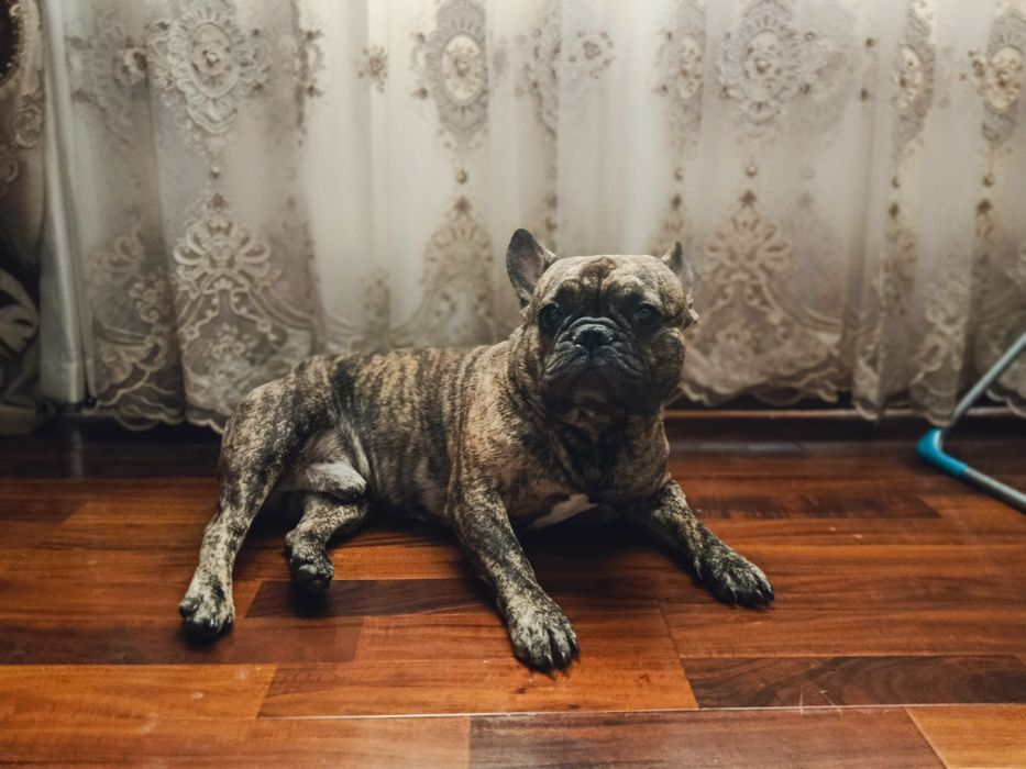 Вязка французский бульдог