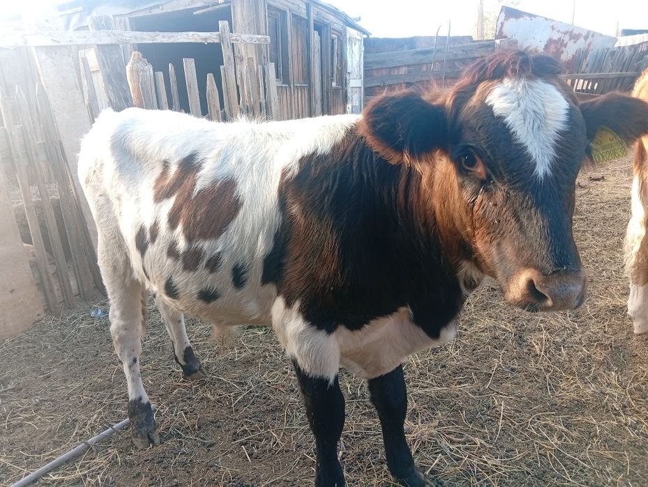 Продам корову и телят