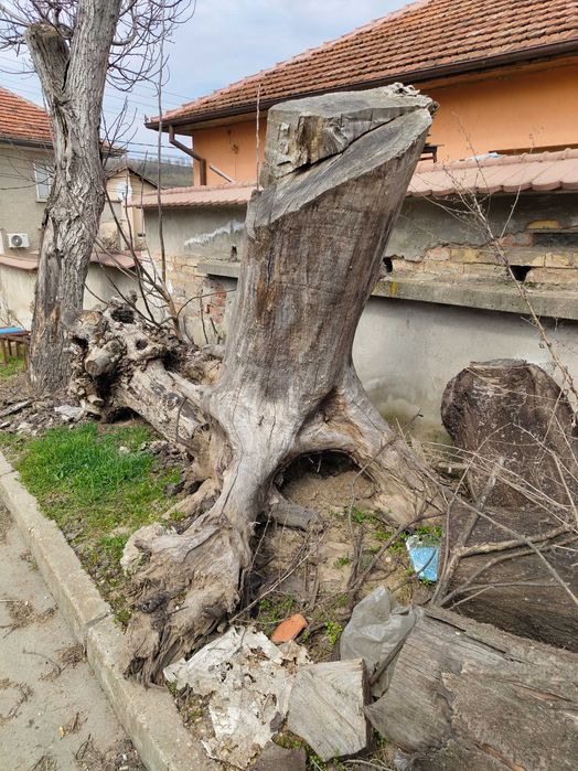 Трупи Дървен материал