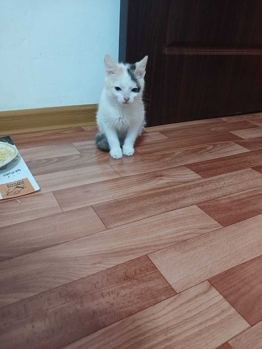 Котёнок девочка.