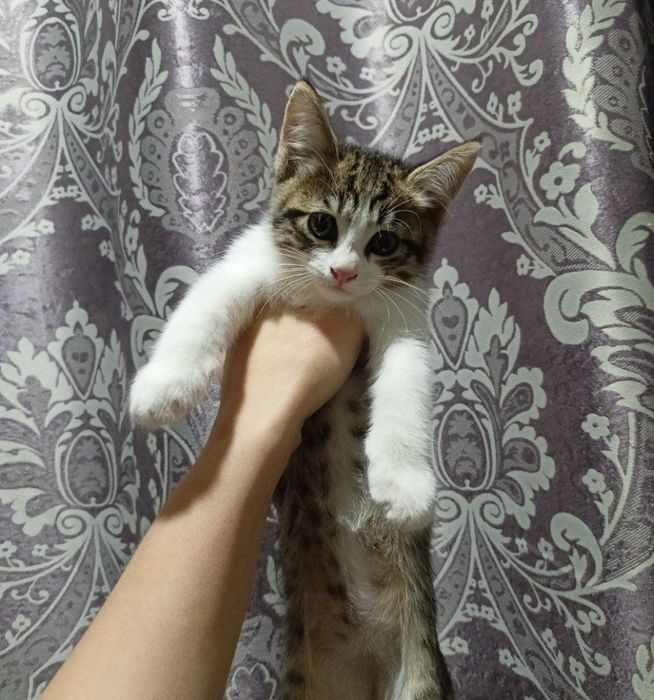 Пристраивается котята