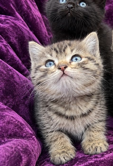 Котенок в добрые руки