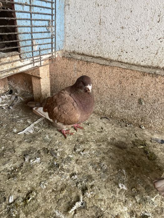 Porumbei ameicani AGH