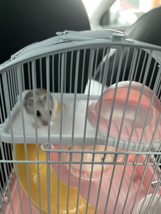 продам хомяка вместе с клеткой