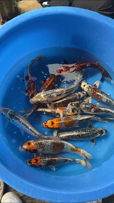 Коя декоративные рыбы Koya baliqla sotiladi