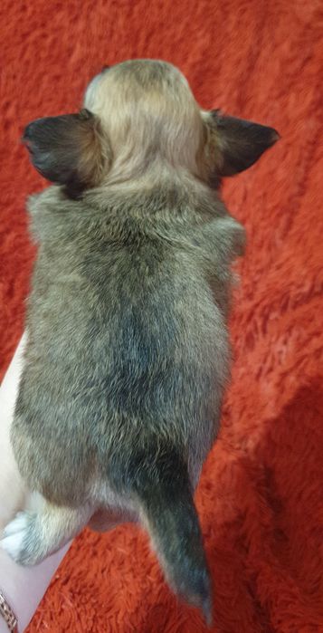 Щенки чихуахуа резерв.