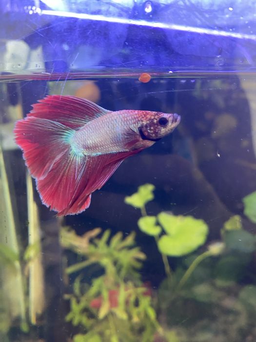 Петушки самцы  красивый