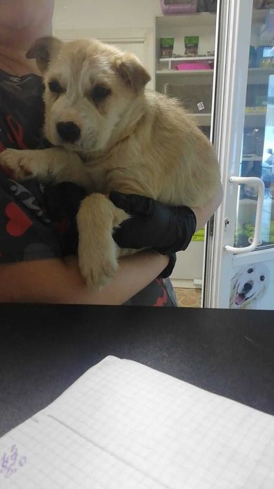 Щенку нужен дом! Срочно!