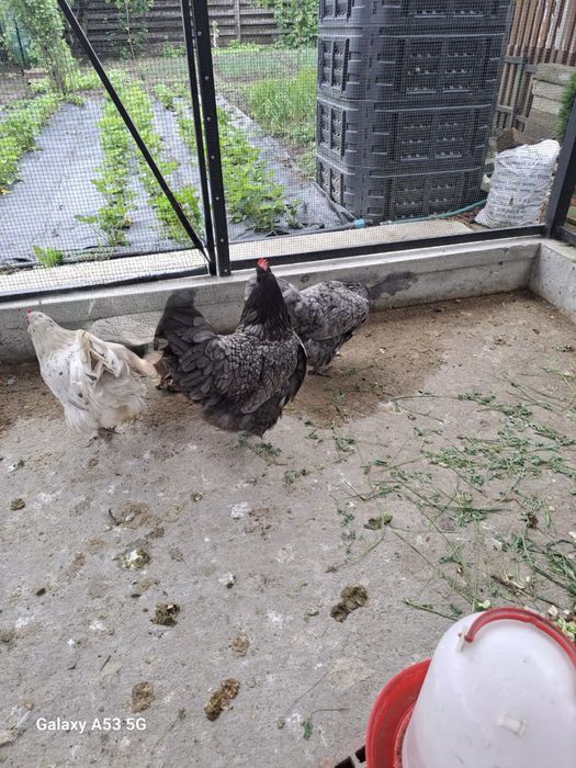 Gaini australorp