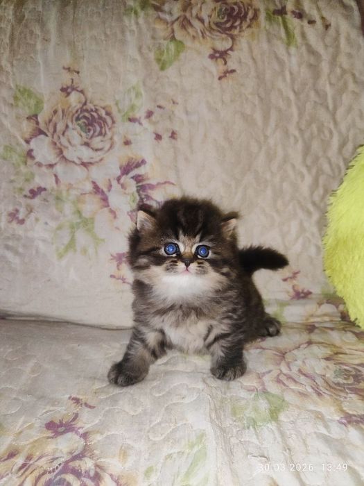 продам мальчика скоттиш страйт