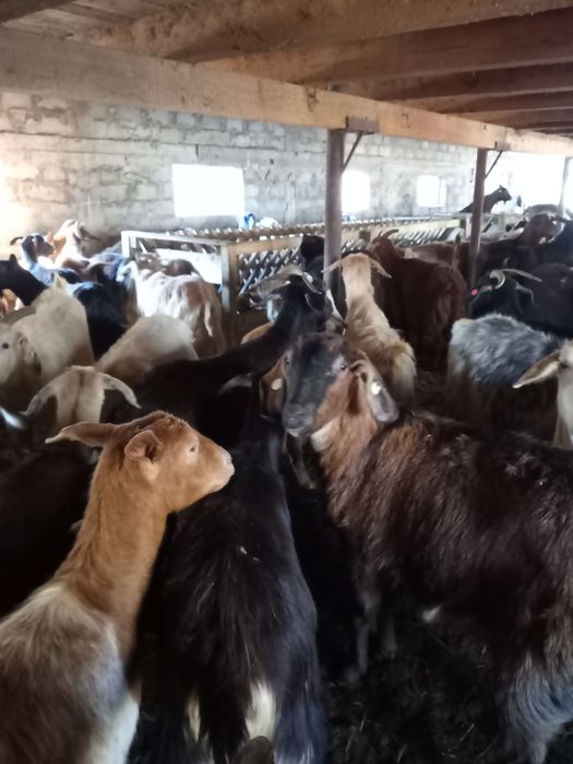 Vând 200 de capre