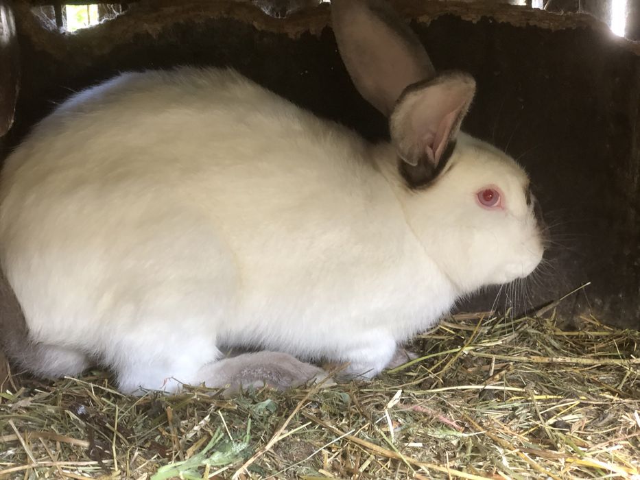 Iepuri californieni femele si masculi