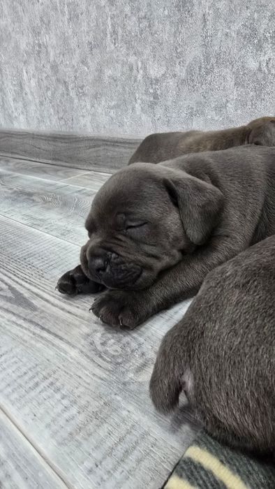 Щенки Кане-корсо