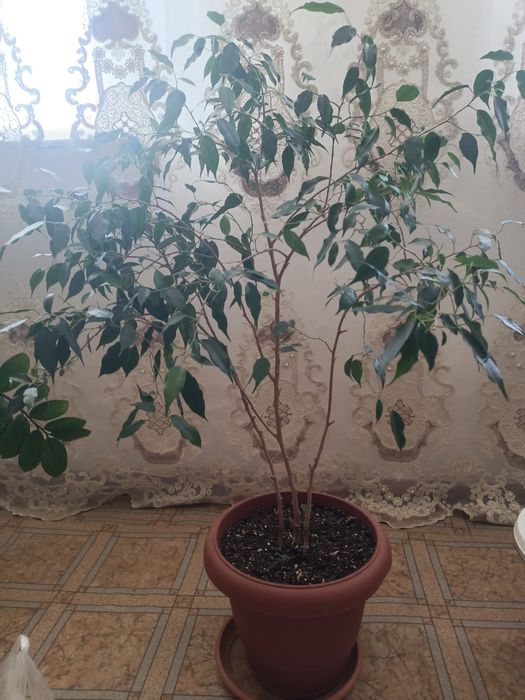 Гул сатылады улкендериде кишилериде бар