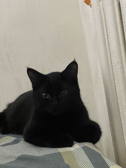 кот для вязки скотиш страйт