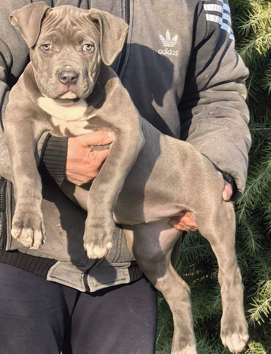 Американско Були ХЛ / American Bully XL  - 1 момиче