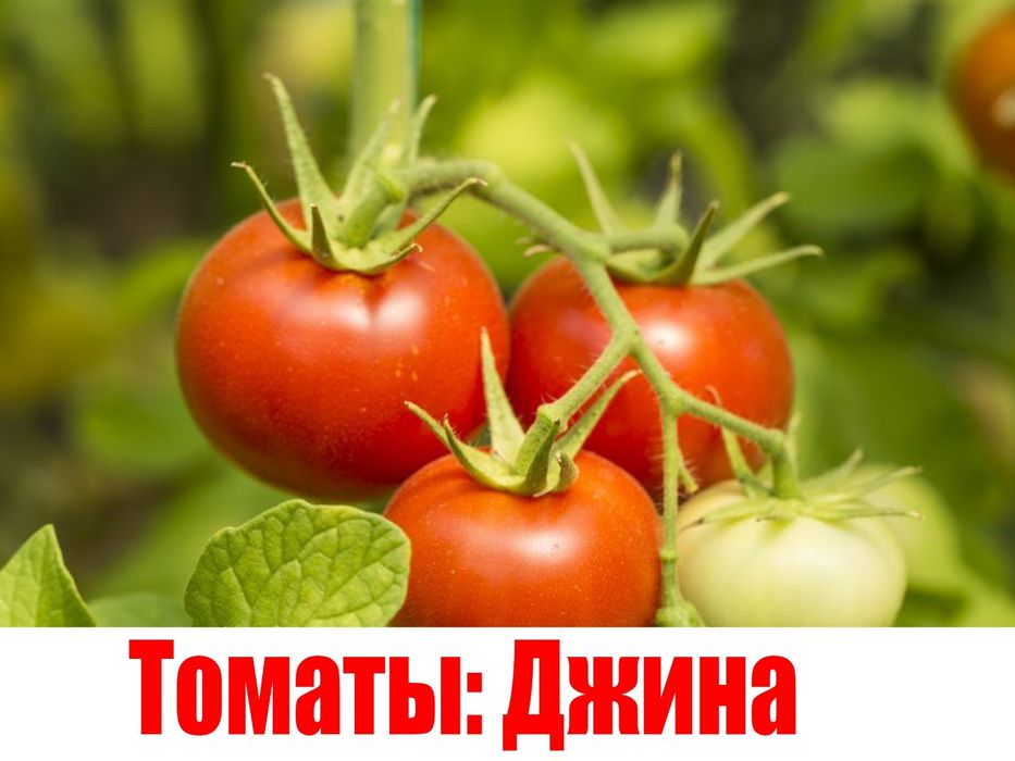 Продам рассаду огурцов и помидор