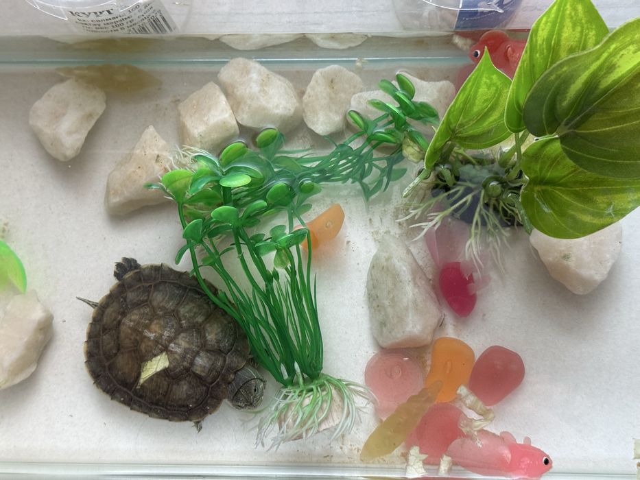 Продам черепаху с аквариумом